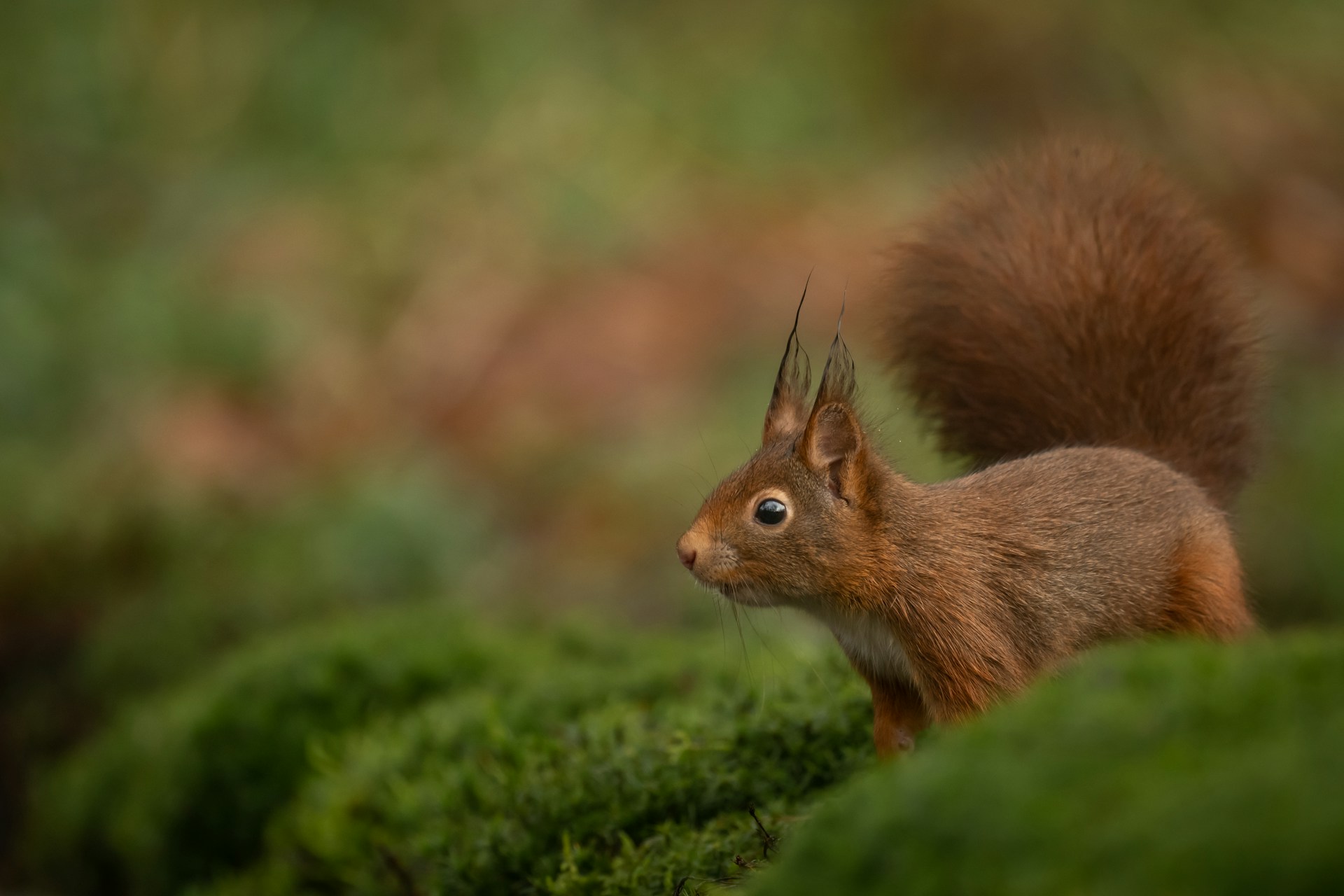 Photo by Vincent van Zalinge on Unsplash